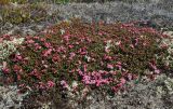 Loiseleuria procumbens