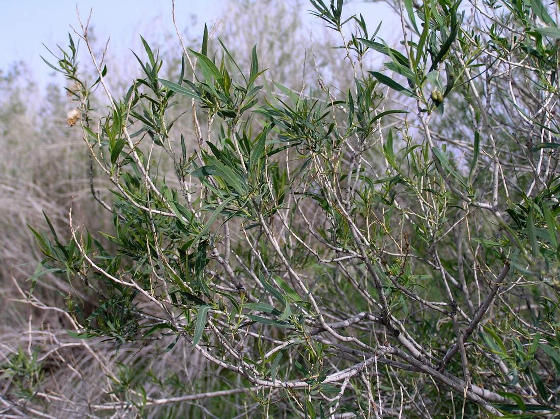 Image of Salix caspica specimen.