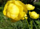 Trollius europaeus. Цветок. Окр. Томска, дачный участок. 29 мая 2011 г.