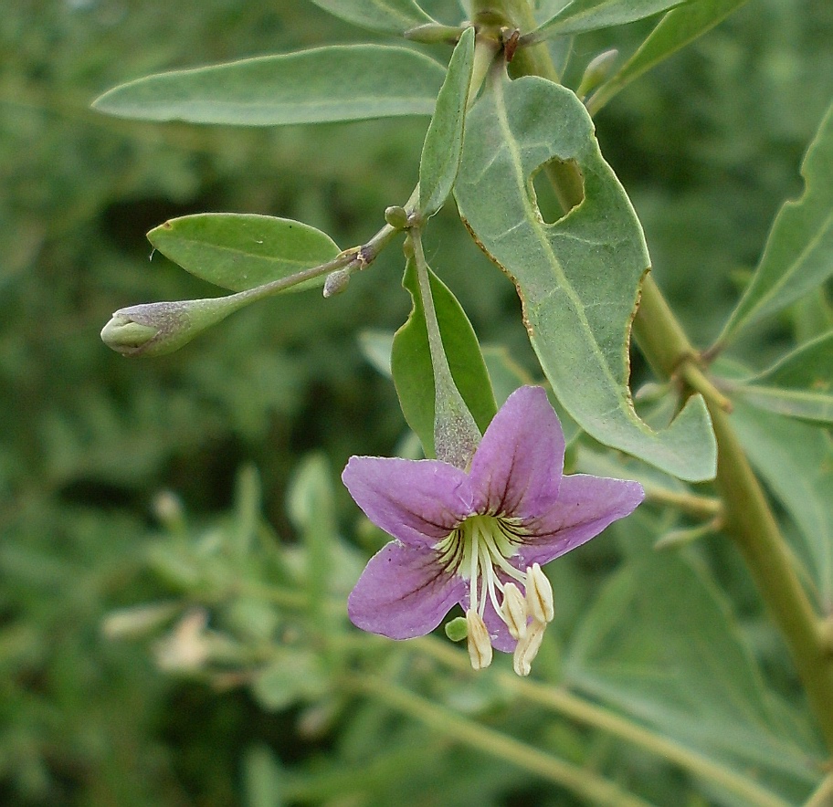 Изображение особи Lycium barbarum.