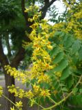 Koelreuteria paniculata. Соцветие. Крым, Керченский п-ов, пгт Ленино. 29.06.2011.