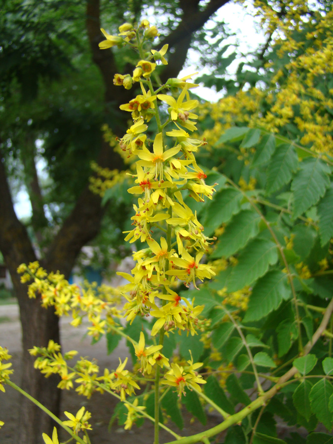 Изображение особи Koelreuteria paniculata.