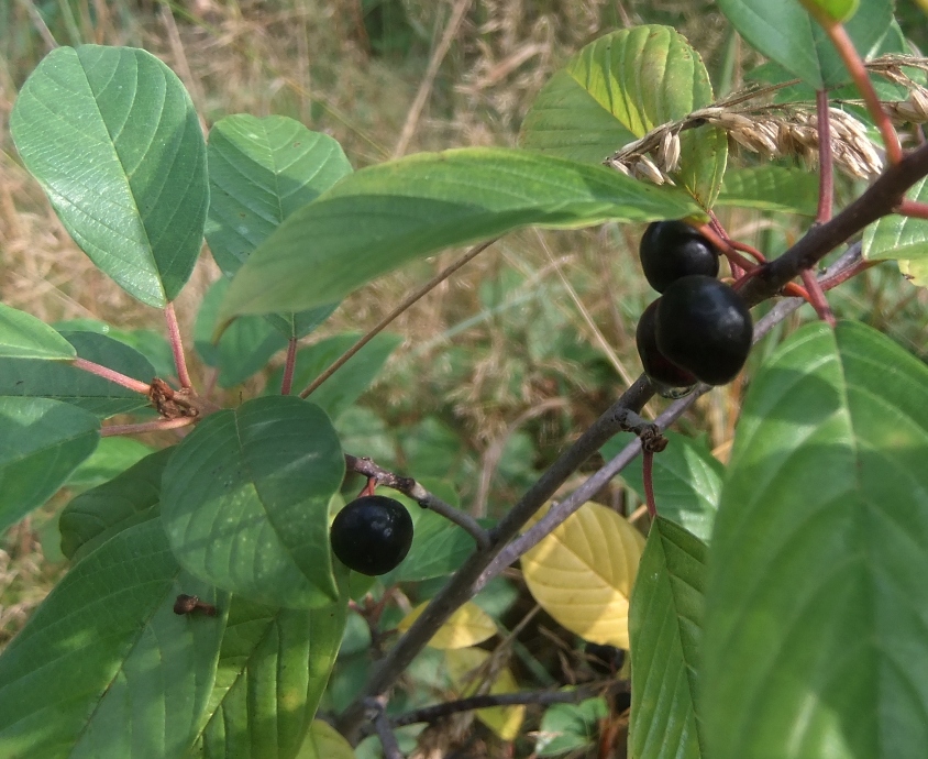 Изображение особи Frangula alnus.