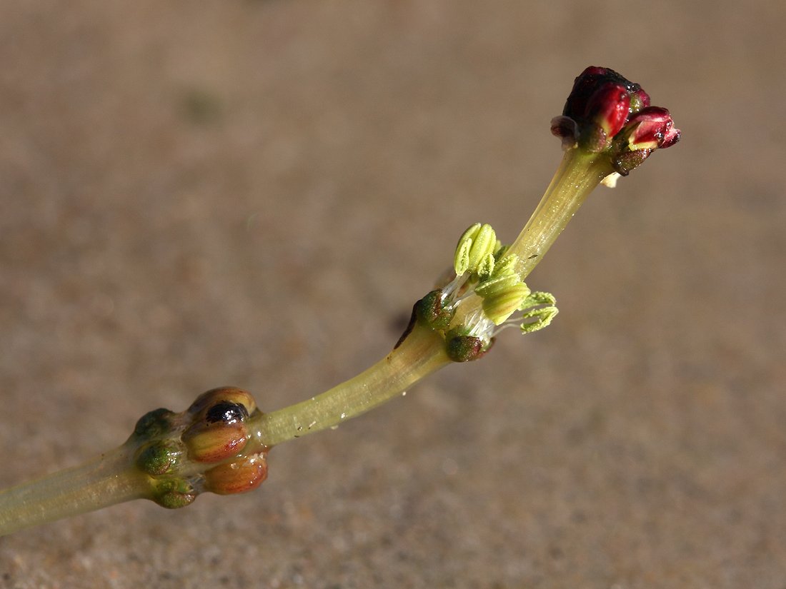 Image of Myriophyllum sibiricum specimen.