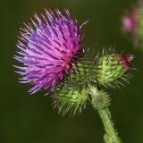 Carduus crispus