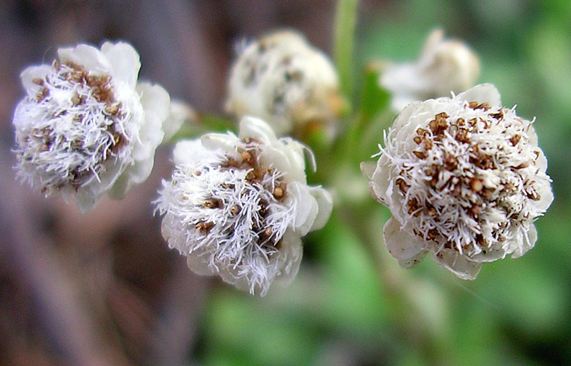Изображение особи Antennaria dioica.