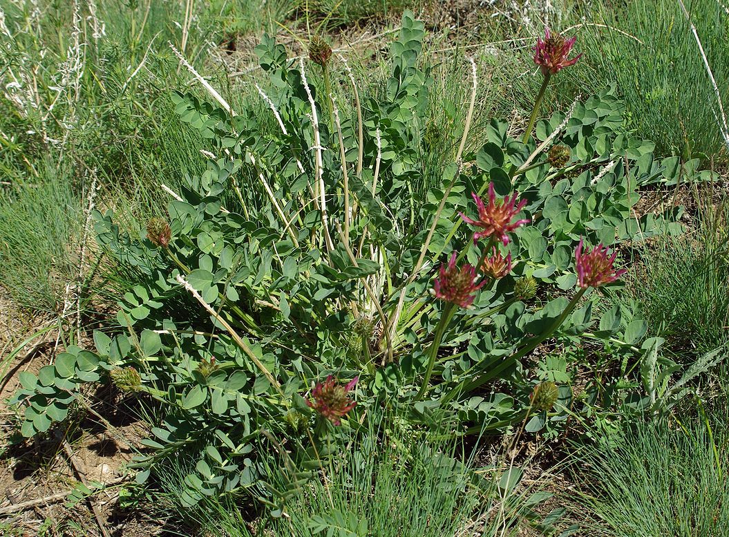 Изображение особи Astragalus platyphyllus.