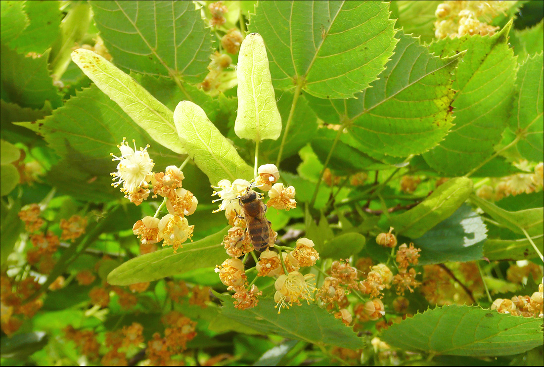 Изображение особи Tilia begoniifolia.