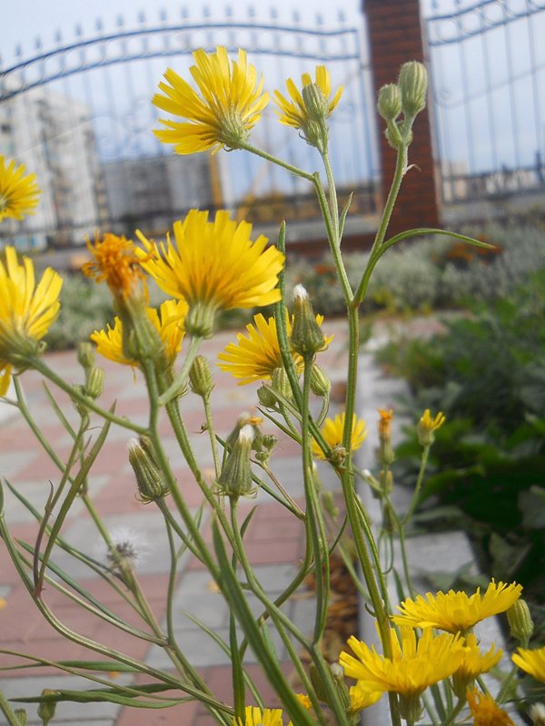 Image of Crepis tectorum specimen.