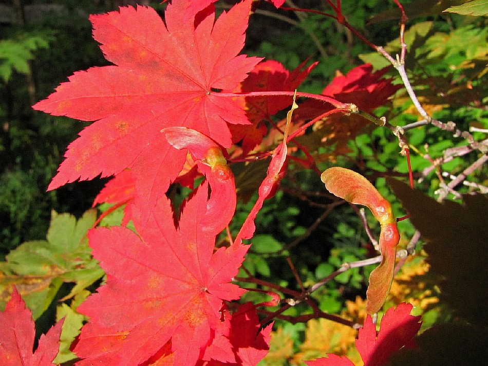 Image of Acer pseudosieboldianum specimen.