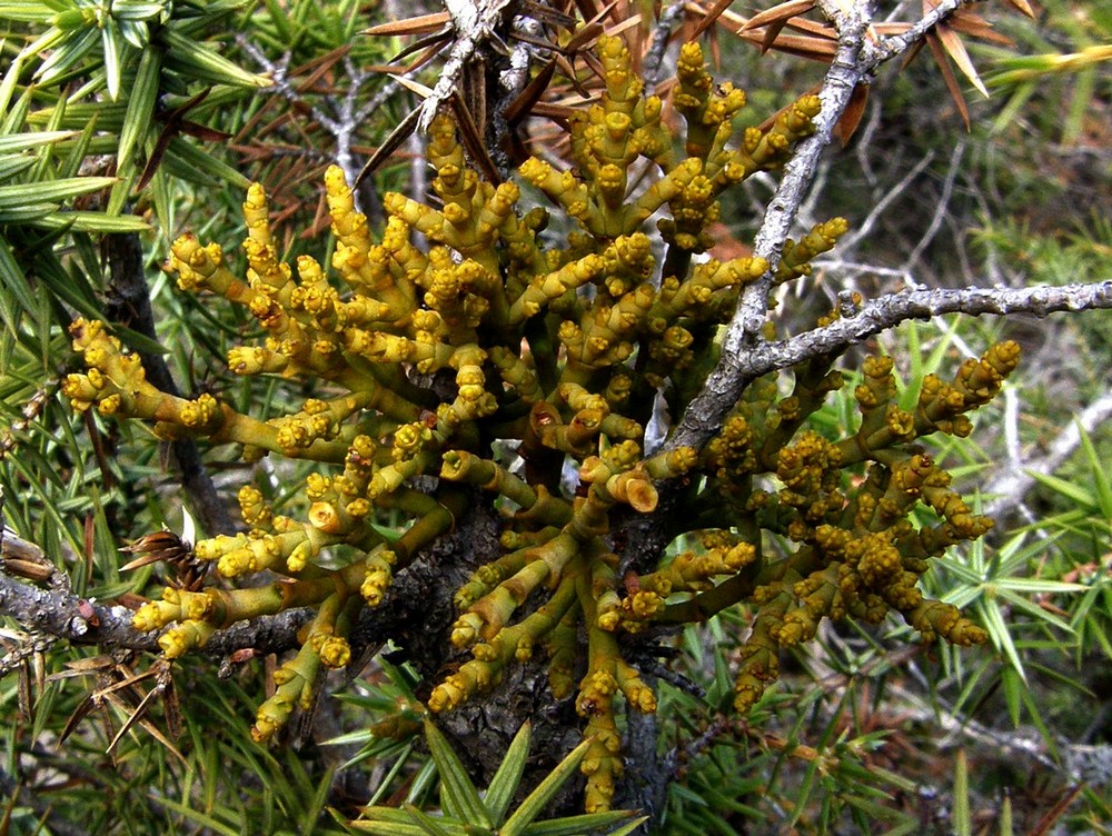 Image of Arceuthobium oxycedri specimen.