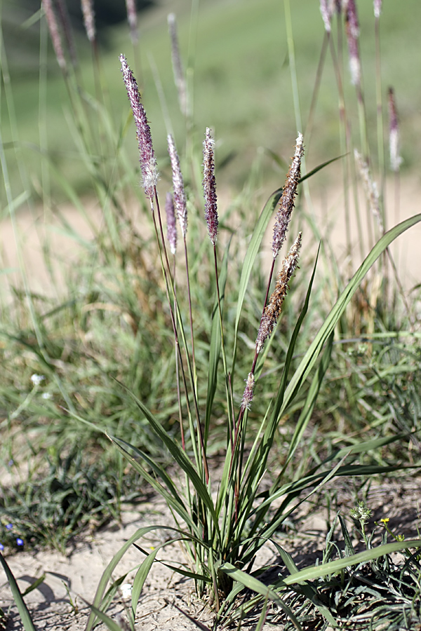 Image of genus Alopecurus specimen.