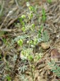 Valeriana chionophila. Соплодие. Казахстан, Кызылординская обл., Жанакорганский р-н, каратавская куэста, долина р. Бесарык. 29.04.2011.