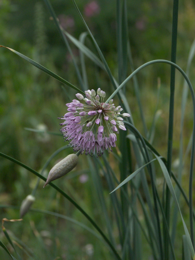 Изображение особи Allium hymenorhizum.