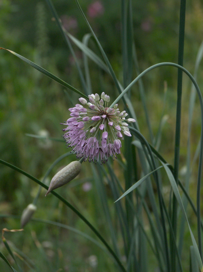 Image of Allium hymenorhizum specimen.