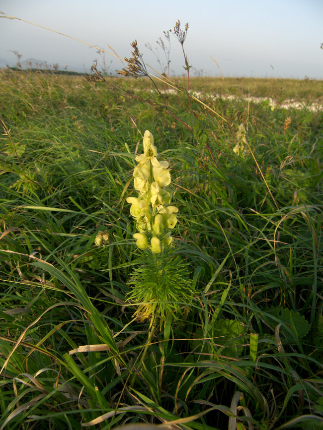 Изображение особи Aconitum confertiflorum.