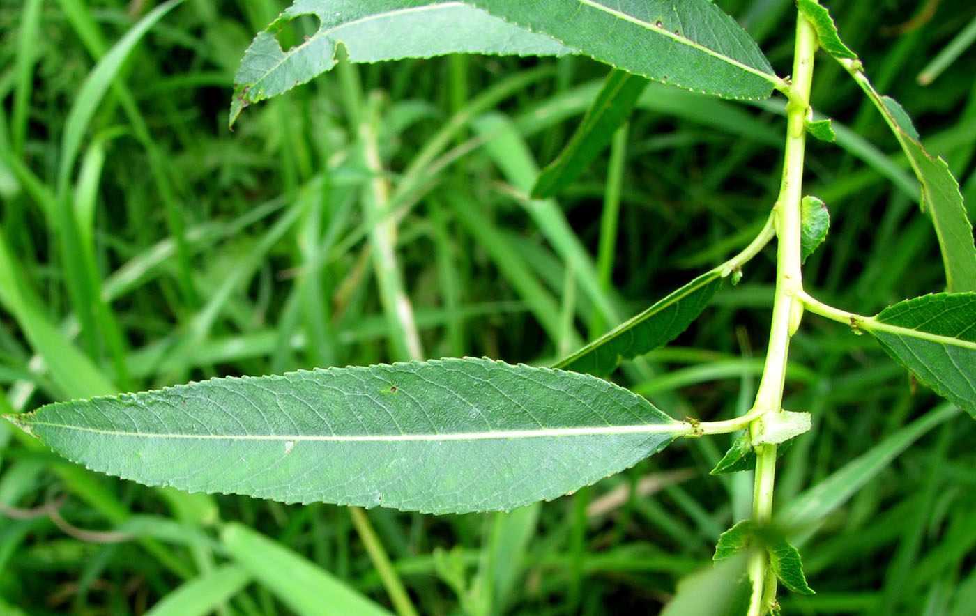 Image of Salix × meyeriana specimen.