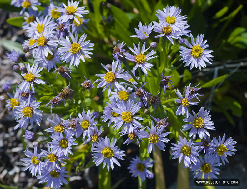 Изображение особи Tripolium pannonicum ssp. tripolium.