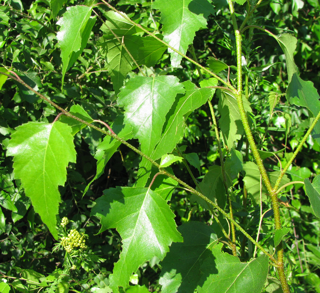 Image of Betula pendula specimen.