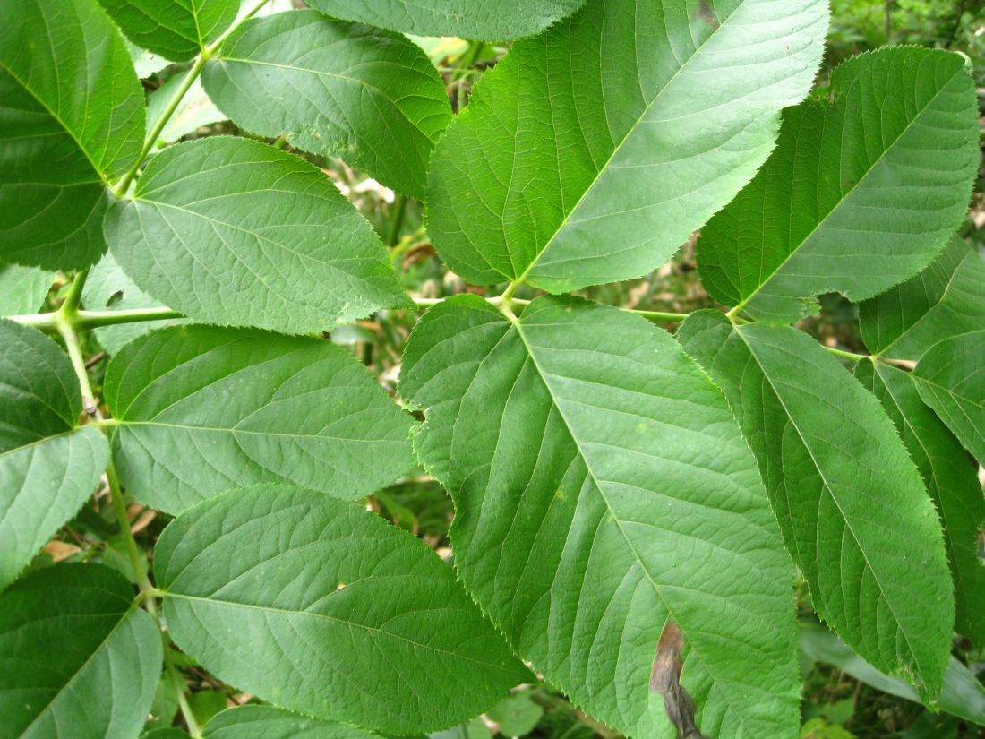 Image of Aralia cordata specimen.