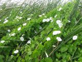 Calystegia sepium. Цветущие растения вида, обвивающие листья рогоза. Астраханская обл., Володарский р-н, окр. с. Ямное, обсыхающий ерик Парфимов, рогозовые заросли. 18.08.2010.