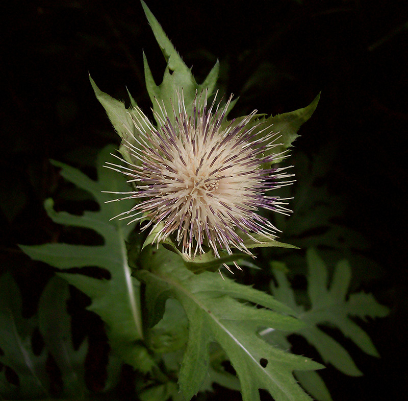 Image of Cirsium oleraceum specimen.