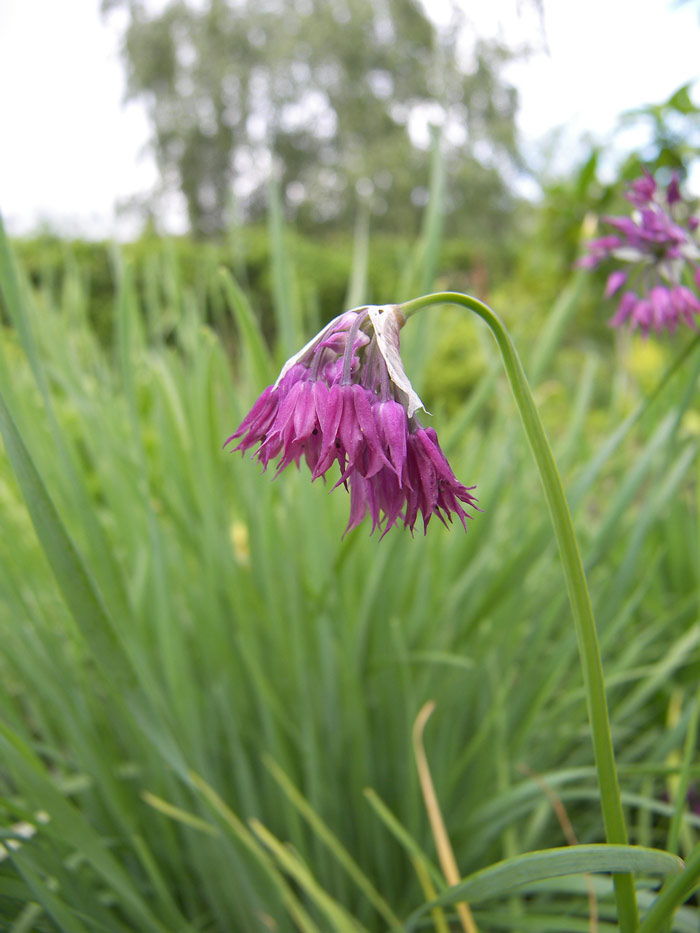 Изображение особи Allium cyathophorum var. farreri.