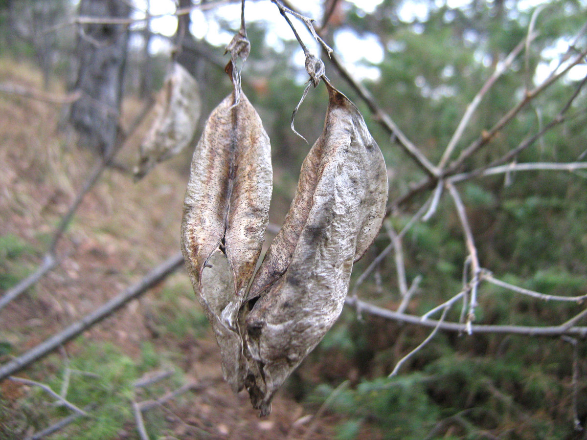 Image of Colutea cilicica specimen.