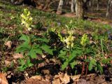 Corydalis marschalliana. Цветущие растения. Южный Берег Крыма, окр. Балаклавы, возв. Инжир. 13 апреля 2012 г.