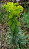 Euphorbia rigida