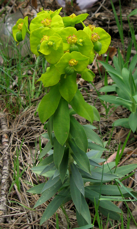 Изображение особи Euphorbia rigida.