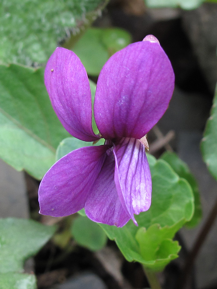 Image of Viola somchetica specimen.