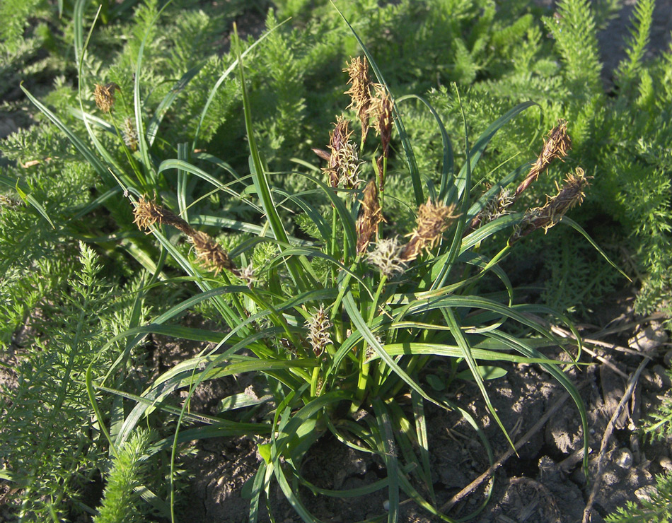 Изображение особи Carex hirta.