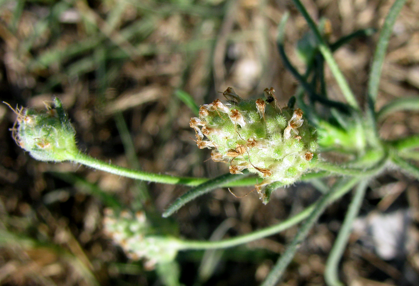 Изображение особи Plantago arenaria.