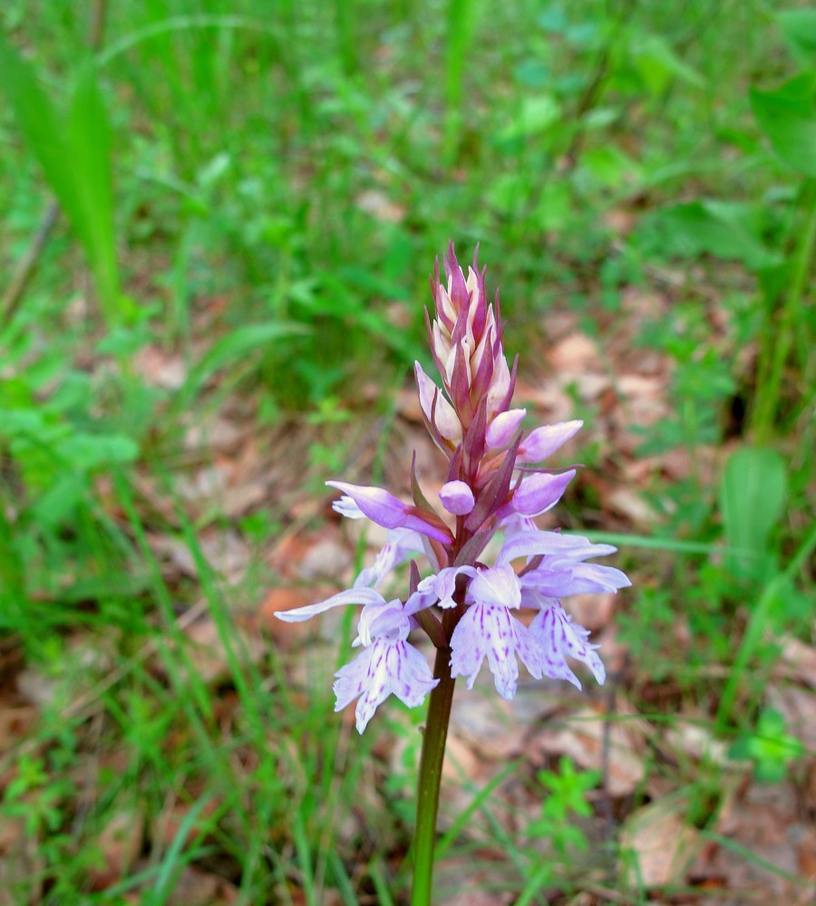 Изображение особи Dactylorhiza fuchsii.