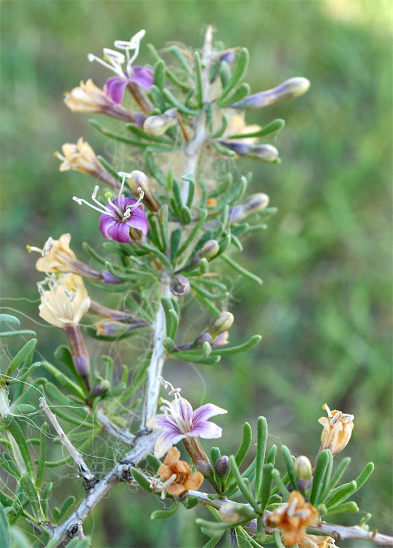 Image of Lycium ruthenicum specimen.