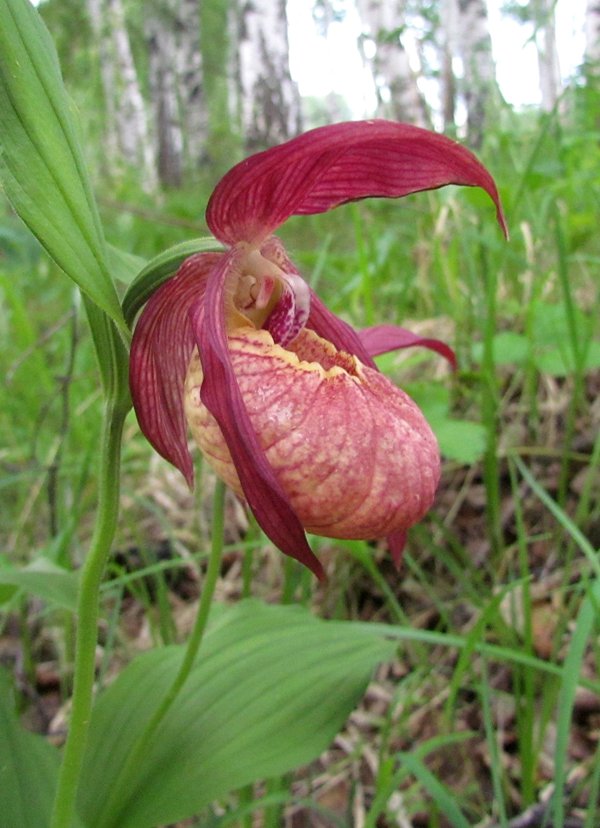 Изображение особи Cypripedium &times; ventricosum.