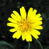Image of taxon representative. Author is Евгений Захаров
