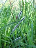 Carex acuta