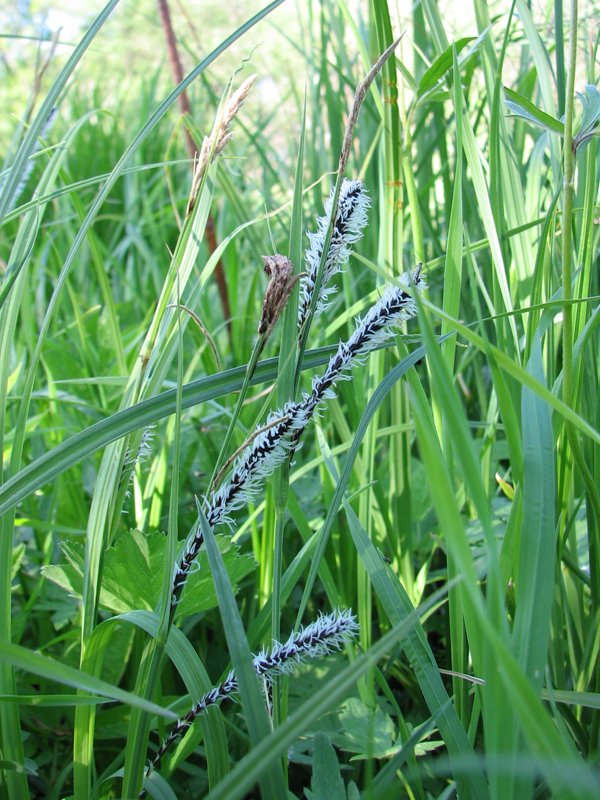 Изображение особи Carex acuta.