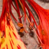 Delonix regia