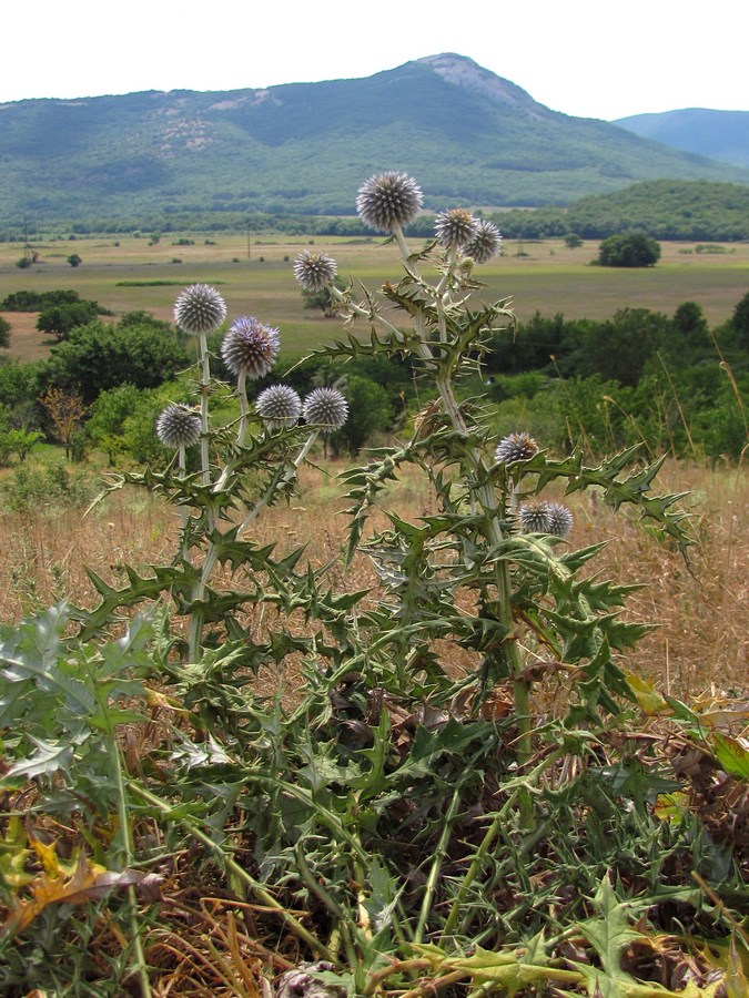 Image of Echinops sphaerocephalus specimen.