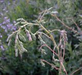 Lactuca serriola