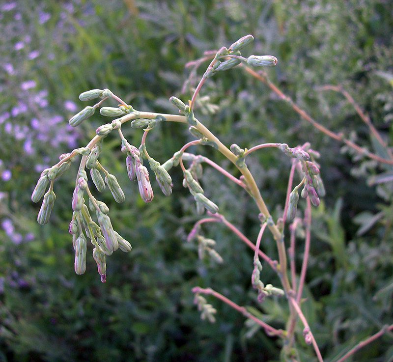 Изображение особи Lactuca serriola.