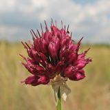 Allium sphaerocephalon