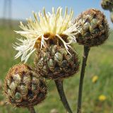 Centaurea rigidifolia