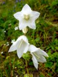 Campanula alliariifolia