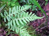 Polypodium vulgare. Спороносящие растения. Финляндия, Иматра. 4 августа 2012 г.