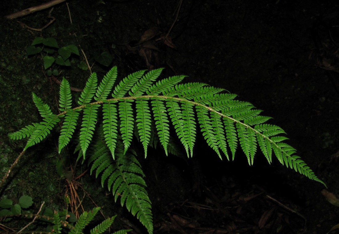 Image of Polystichum aculeatum specimen.