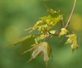 Acer mono